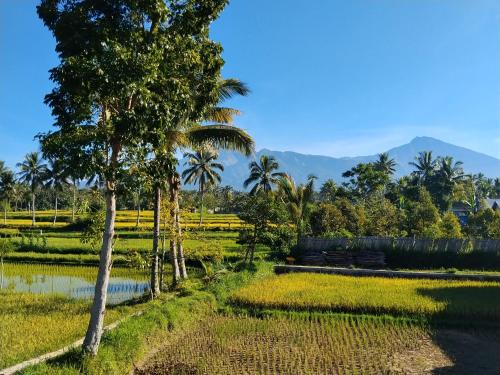 Rinjani inn Lombok - Pulau Lombok