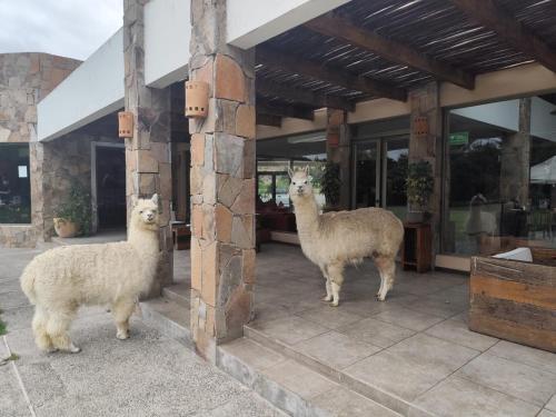 . Hotel Limari