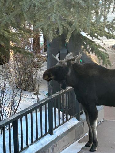 Gateway Lodge 5074 by SummitCove Lodging in Keystone, USA