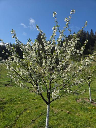 Pensiunea Dariana in Bucium