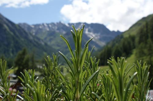 Garni Soldanella - image 3