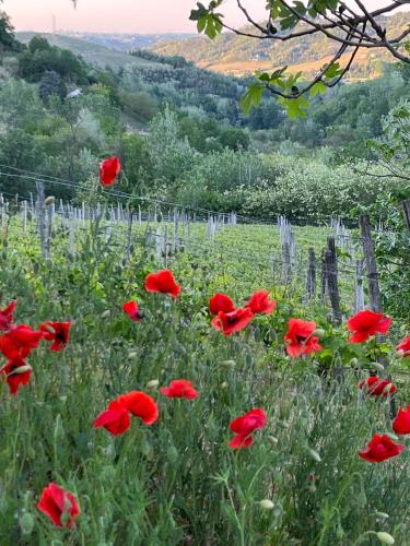 Agriturismo Il Muscatè (Agriturismo Il Muscate) in Cassinasco