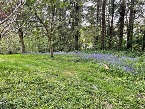 Honey Bee Cabin in Llandysul