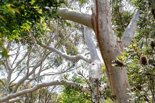 Scribbly Gums Callala Beach - image 2