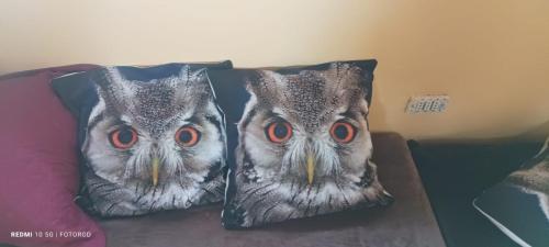 Refugio del Pirata Algarrobo in Tunquen