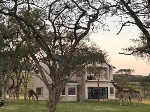 . Acacia House