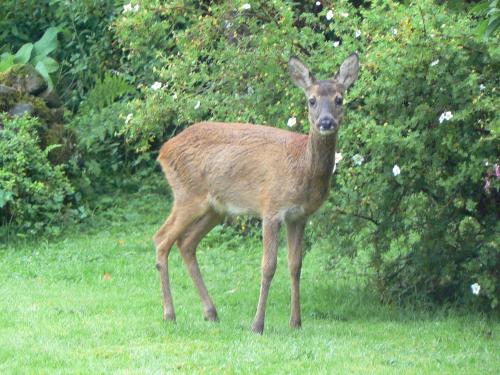 Forest How Guest House - image 8