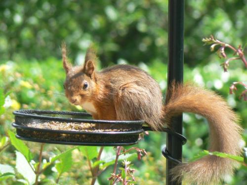 Forest How Guest House - image 4
