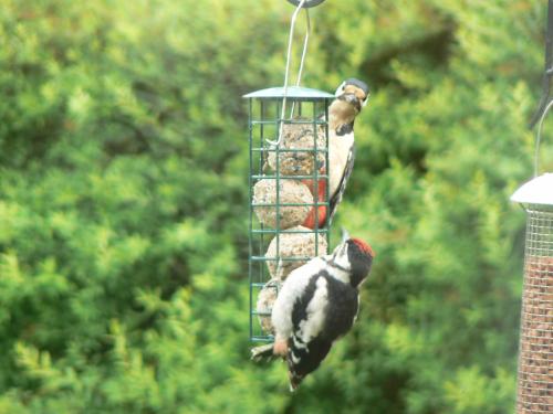 Forest How Guest House - image 3