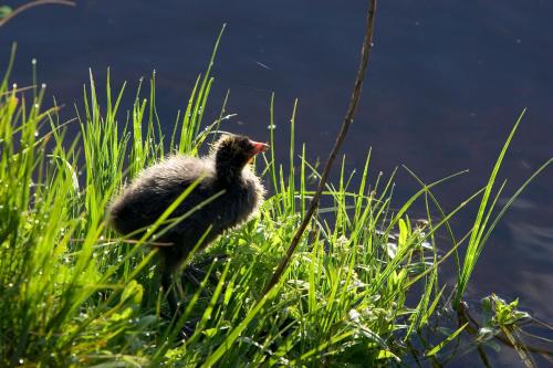 ibis Mulhouse Centre Filature