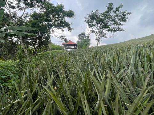 Nhà Đồi 1981 – khách sạn tại Huyện Nho Quan , Cúc Phương