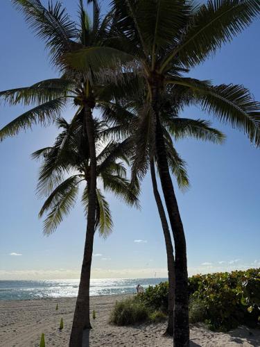 Tropical garden in North Miami Beach