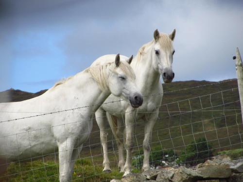 Hillside Lodge B&B – Clifden
