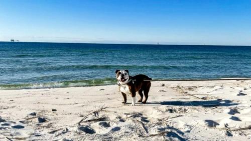 Beach Front Cottage with Private Heated Pool in Alabama – khách sạn tại Fort Morgan
