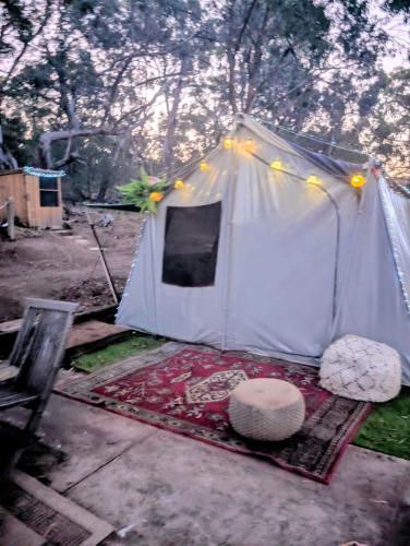 Pitched at Liberty' in Taradale