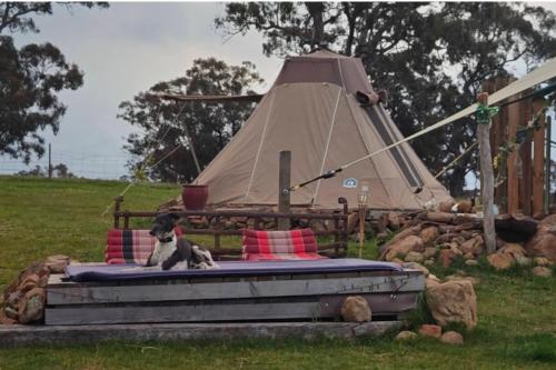 Pitched at Liberty' in Taradale
