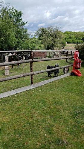Willowbank farm rare breeds rescue in Piddlehinton