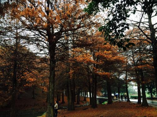 Park 61, Luodong (photo 9)