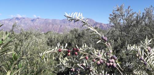 El Cortijo Tinogasta in Tinogasta