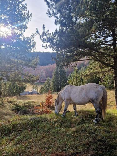 Dārzs, Planinska oaza Rujište (Planinska oaza Rujiste) in Humilišani