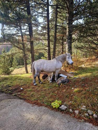 Planinska oaza Rujište (Planinska oaza Rujiste) in Humilišani