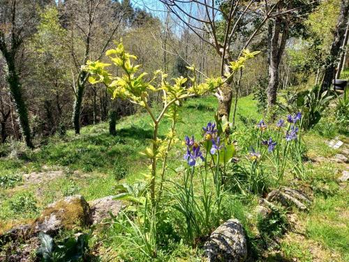 Quinta Do Castermo-Floresta 5 personnes in Fafe