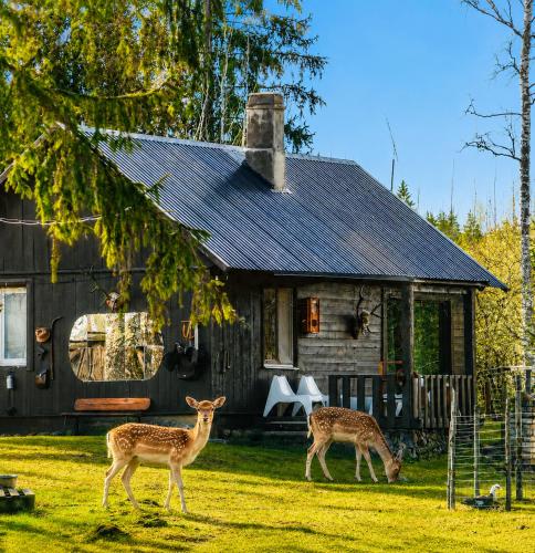 Lake Deer Park Retreat with Hot Tub & Sauna in Talsi