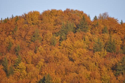 Pension Harmonia - image 14