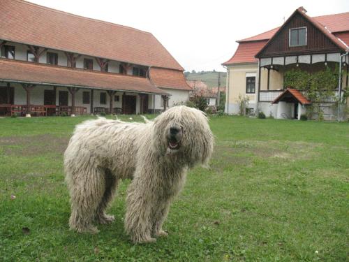 Kuria Vendeghaz in Rugănești