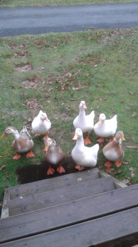 Hebergement dans un Domaine à Litteau