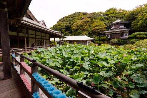 Цікаві місця поруч, Guest House Kamejikan in Kamakura