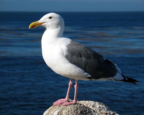 Haus zur Mowe mit Fruhstucksoption 256m von Siedlung entfernt