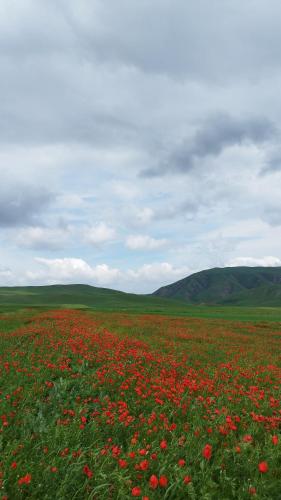 Алмалуу in Besh Kungei