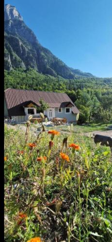 Hostel Sherifaj - Auberge de jeunesse - Valbonë
