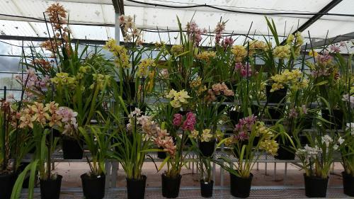 Einrichtungen, Ararat Southern Cross Motor Inn in Ararat