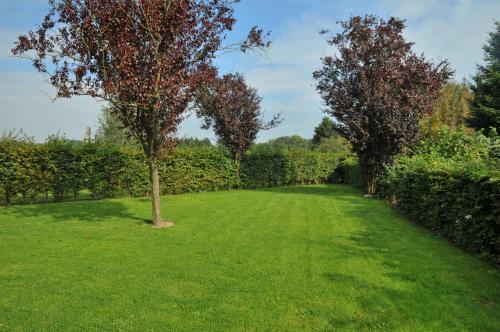 Arbre Dressé - image 5