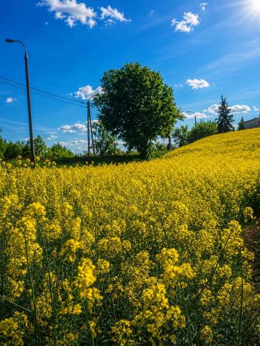 Domek nad Stawem in Kruklanki