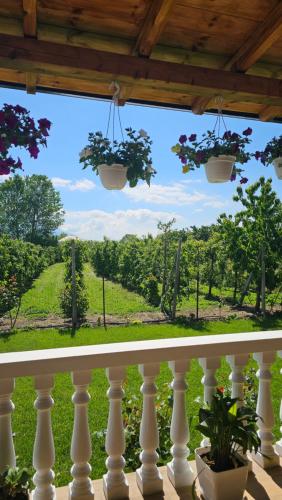 Balkons/terase, Apple Tree Guesthouse in Tušemišta