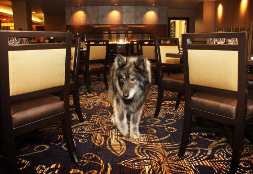 Jackson Rancheria Casino Resort - 레스토랑