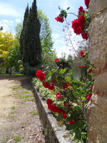 Quinta Do Bento Novo - Casa de Campo - Turismo Rural