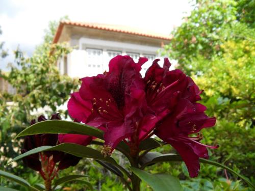 Quinta Do Bento Novo - Casa de Campo - Turismo Rural