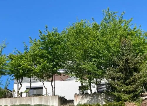 SweetSuites 40A Lavendelhaus in Mühlhausen, Deutschland