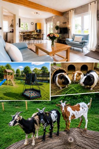 Eifel-Apartments Orsfeld