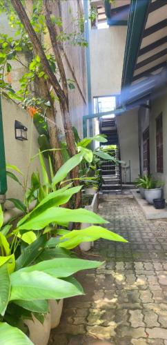 Urban tropics - image 4