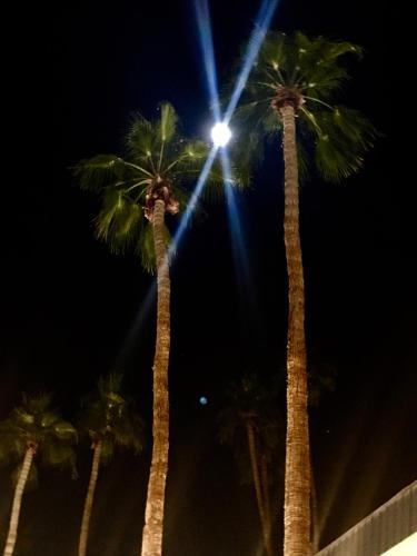 Delos Reyes Palm Springs - image 4