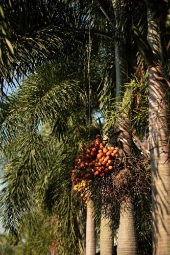 Suanpalm Farmnok in Khlong Khuean