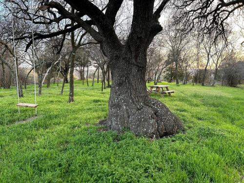 Enchanting Pecan Treehouse with Creek Views near Forestburg, Texas in Muenster (TX)