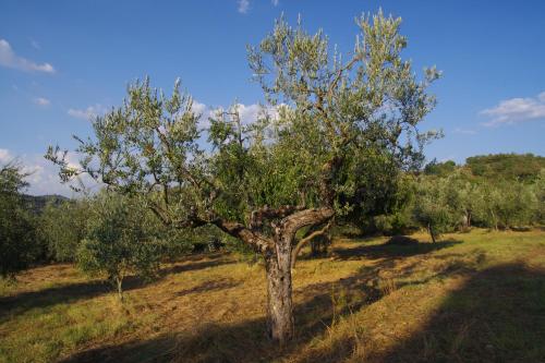 Mezzano In Chianti