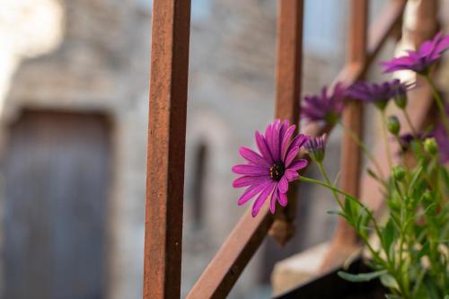 Nido d'amore 3