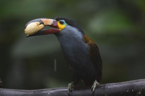 Étterem, Birdwatchers House y Lodge in Nanegalito